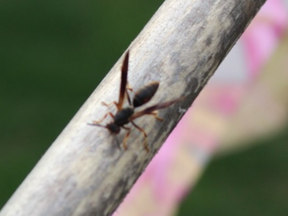 Common Paper Wasp