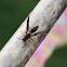 Common Paper Wasp