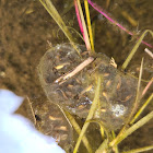 Pacific Tree Frog egg clusters