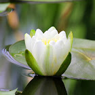 Sweet Water-lily