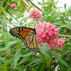 Monarch Butterfly