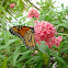 Monarch Butterfly