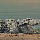 Crocodile  -  Mugger crocodile