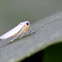 Plant hopper