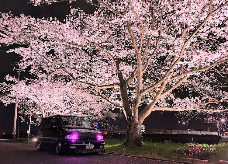 ステップワゴンの石川県・RF3・桜とコラボ・サクラと愛車・いつかはピックアップに関するカスタム事例の投稿画像1枚目