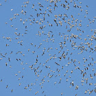 Snow Geese