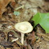 Singerocybe Mushroom