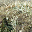 Pixie Cup Lichen