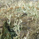 Pixie Cup Lichen