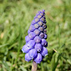 Grape Hyacinth