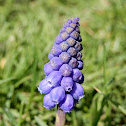 Grape Hyacinth