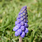 Grape Hyacinth