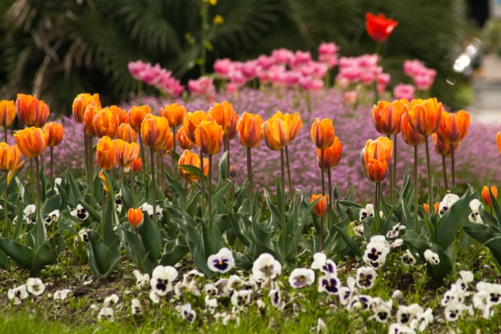 I tulipani di Locarno di tolmino