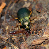 Green Ground Beetle