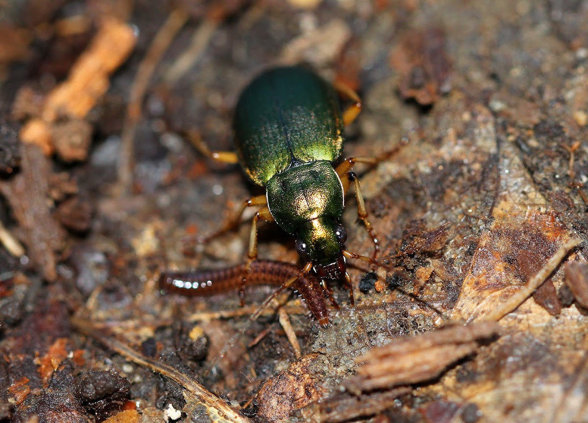 Green Ground Beetle