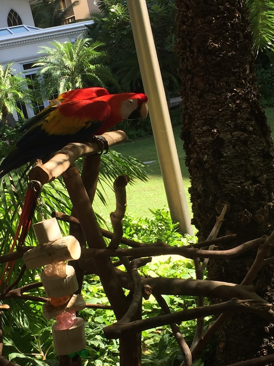 Red and blue macaw