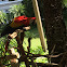 Red and blue macaw