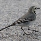 White Wagtail; Lavandera Blanca