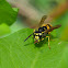 Avispa (European wasp)