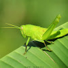 Citrus Locust (Nymph)