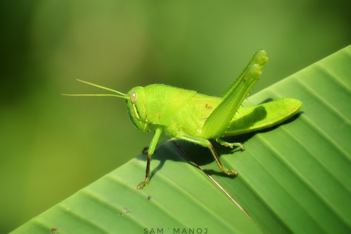 Citrus Locust (Nymph)