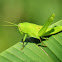 Citrus Locust (Nymph)