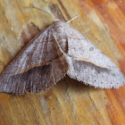 Dark-bordered granite moth