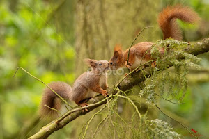 Veverka obecná (Sciurus vulgaris) by Canon Eos -  