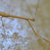 Grass-like Mantid