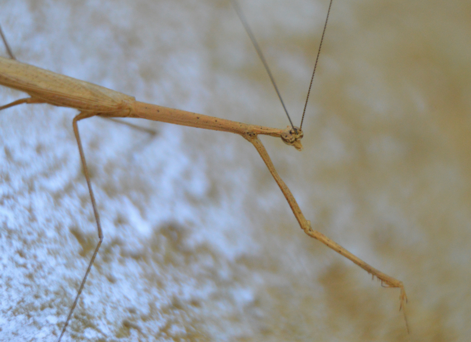 Grass-like Mantid