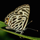 Zebra Blue or Plumbago Blue