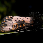 Spanish moth