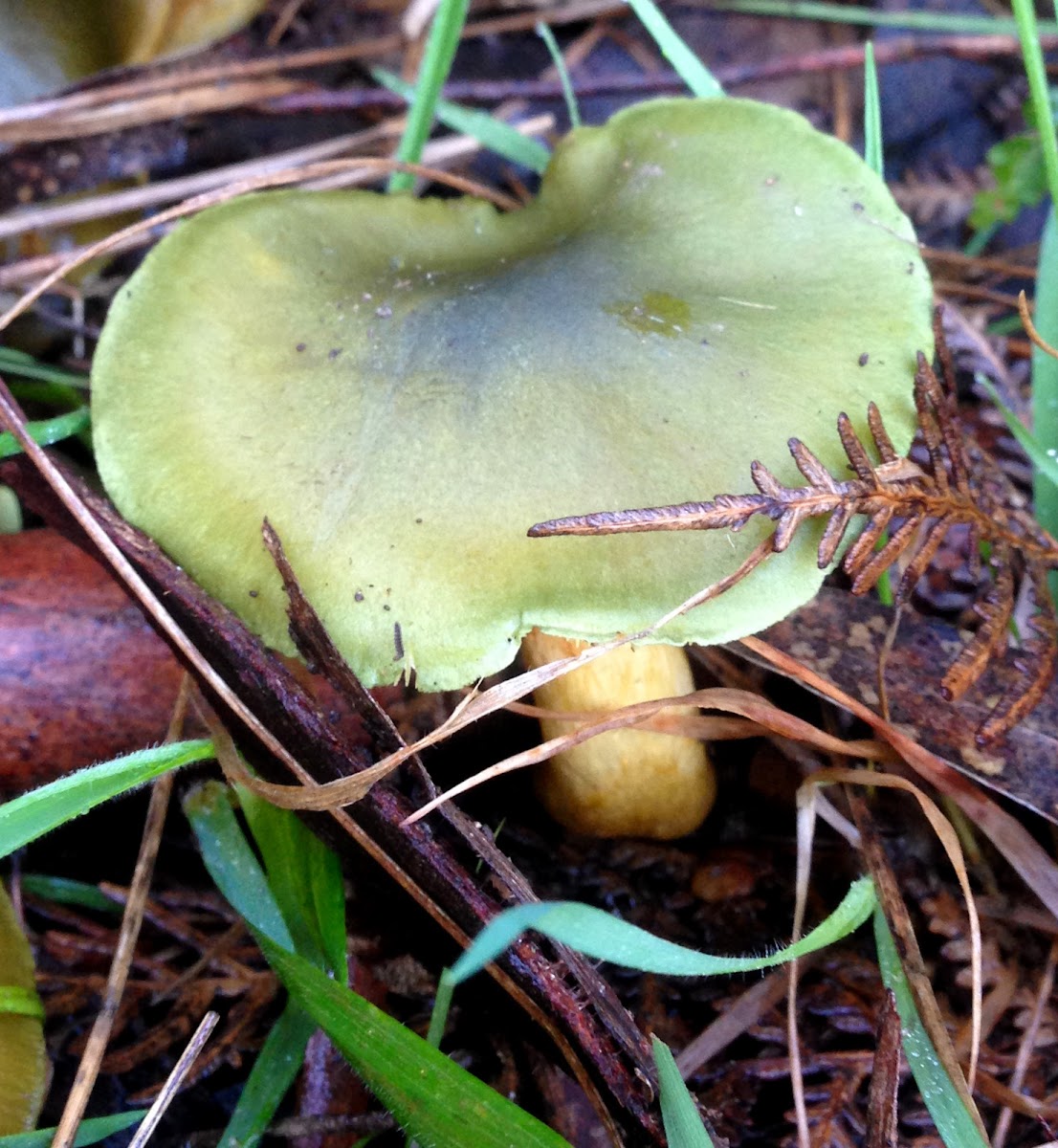 Green Dermocybe