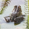 Iberian Water Frog