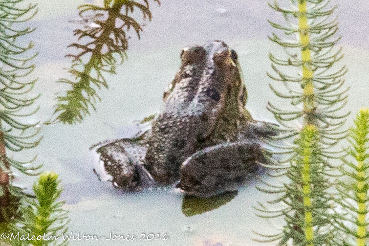 Iberian Water Frog