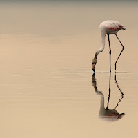 "Lone flamingo" di 