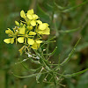 White Mustard