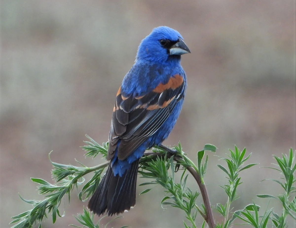 Blue grosbeak (male)