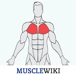 Cover Image of डाउनलोड MuscleWiki 1.0.0 APK