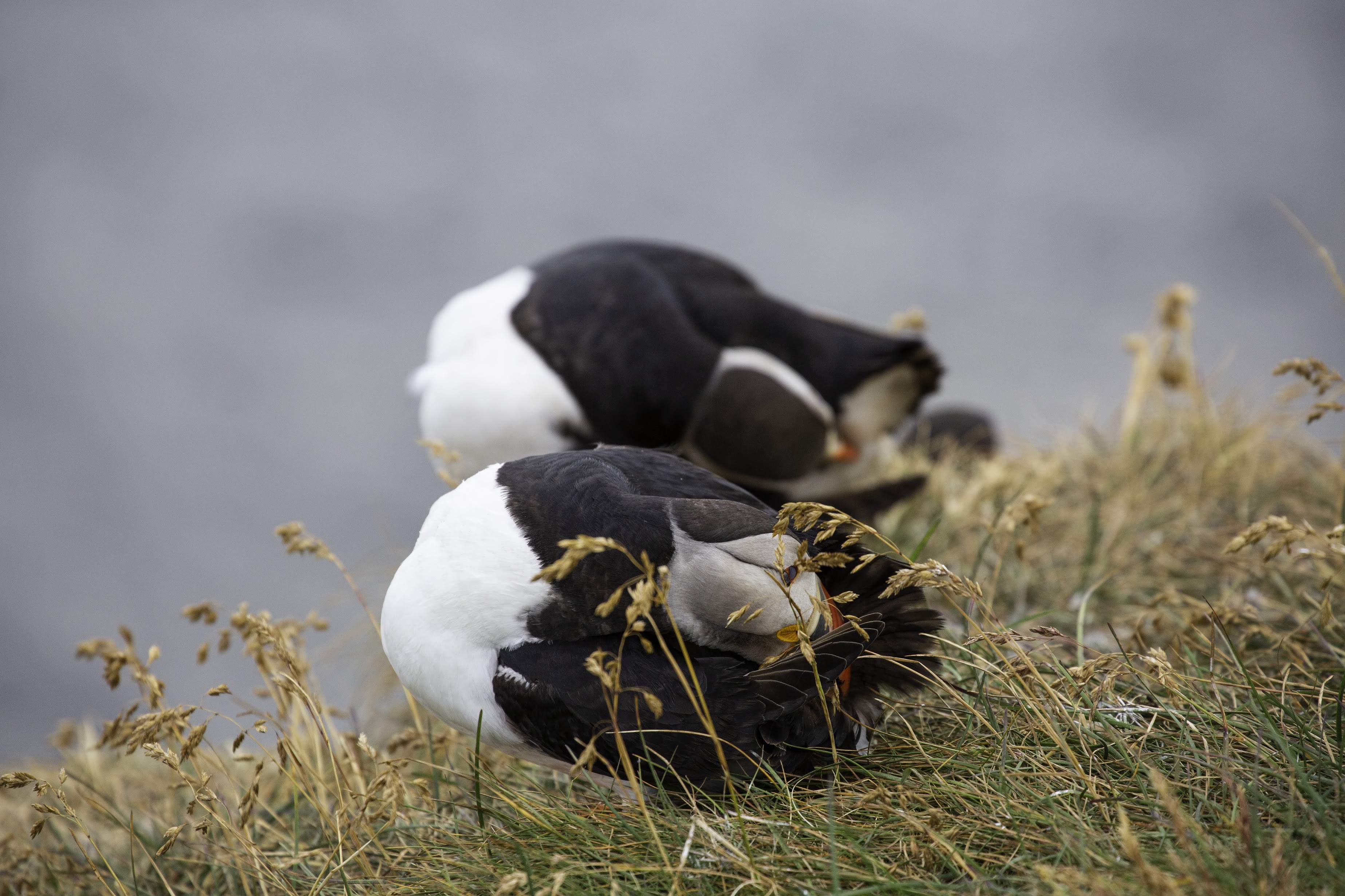 Исландия - родина слонов (архипелаг Vestmannaeyjar, юг, север, запад и Центр Пустоты)