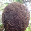 Bulbitermes termite arboreal nest