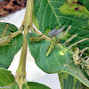 Javanese Bird Grasshopper