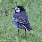 Pied Wagtail