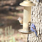 Male & Female Blue Grosbeak