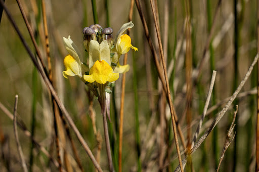 Linaria polygalifolia