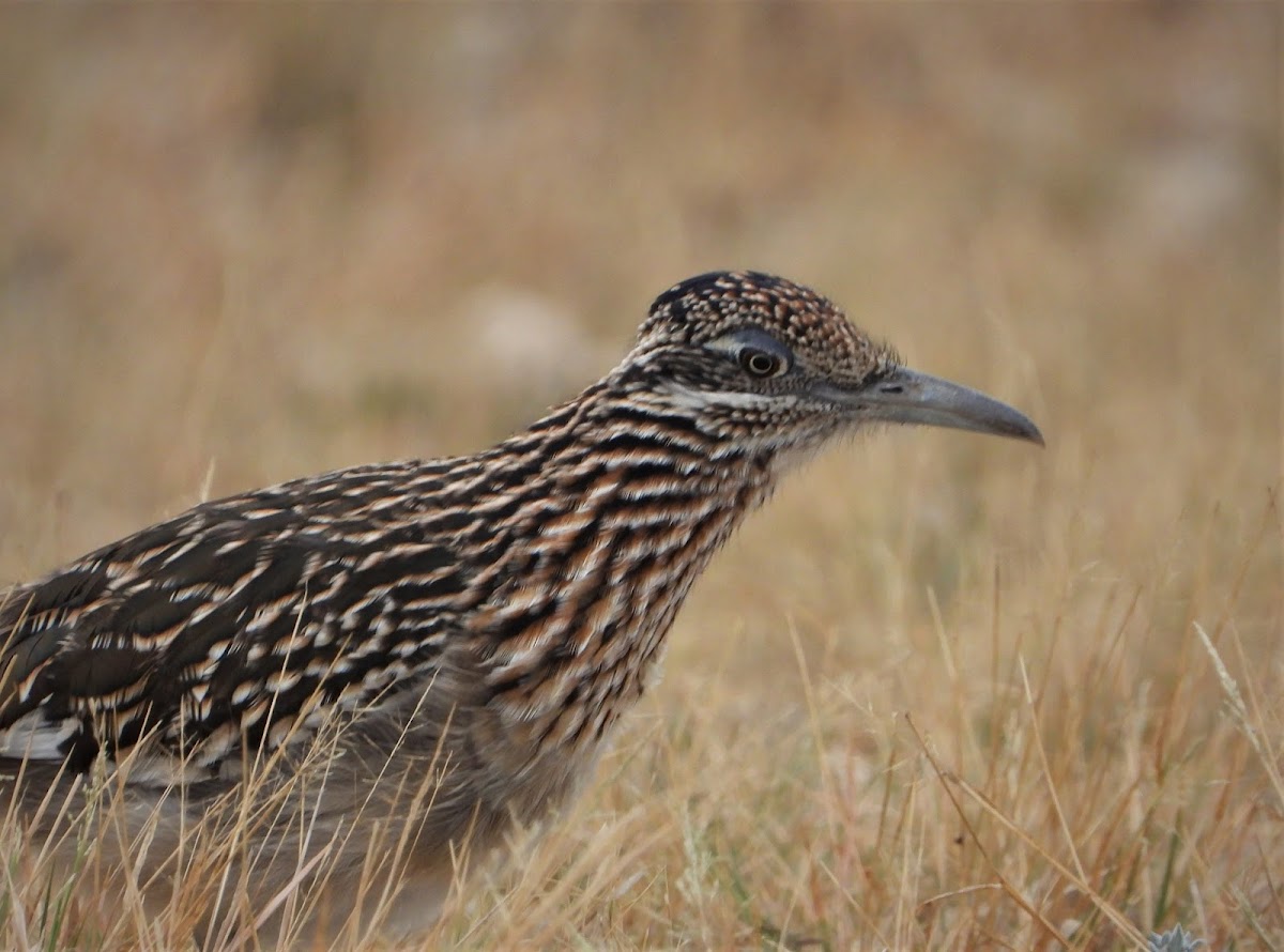 Greater roadrunner