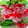 Flower Wallpapers icon