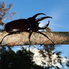 Rhinoceros Beetle