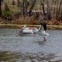 American White Pelican