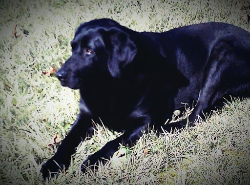 LucyGIRL has been with us all her life .. We had her Daddy Romeo for 14 1/2 wonderful years .. Her momma Boo came too us when she was 2 . ... Boo enjoyed many years here on the farm .. & gave many friends beautiful lab pups. 